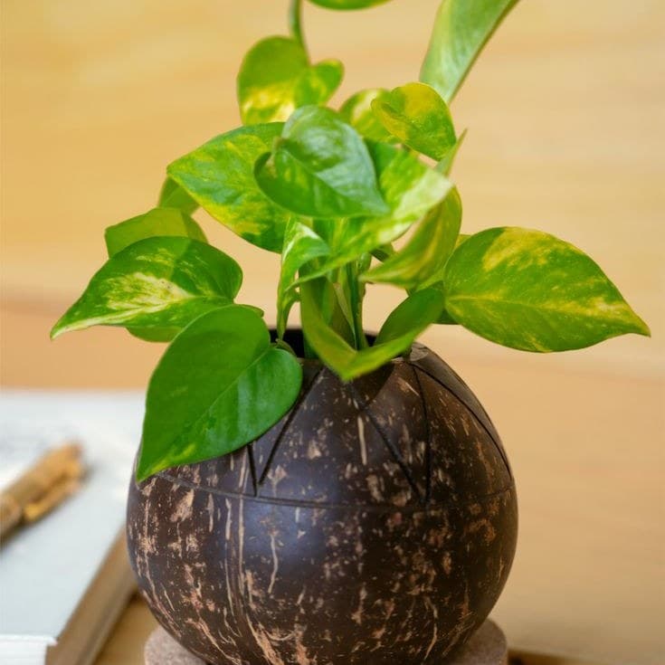 Table Planter with Cork Base