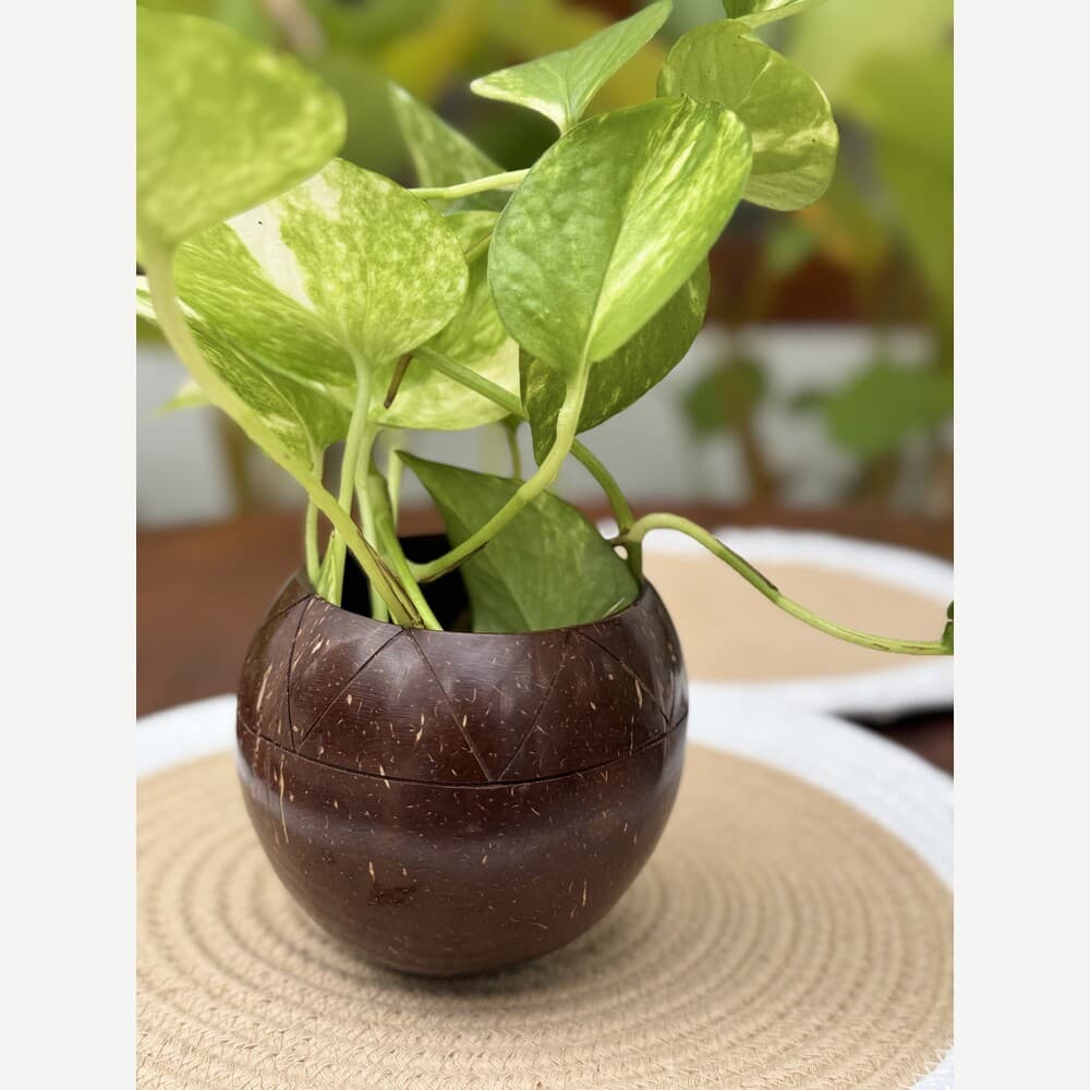 Thenga Story Coconut Shell Planter Pot with Cork Tray for Succulents, Cacti, Herbs & Small Plants (Set of 1)