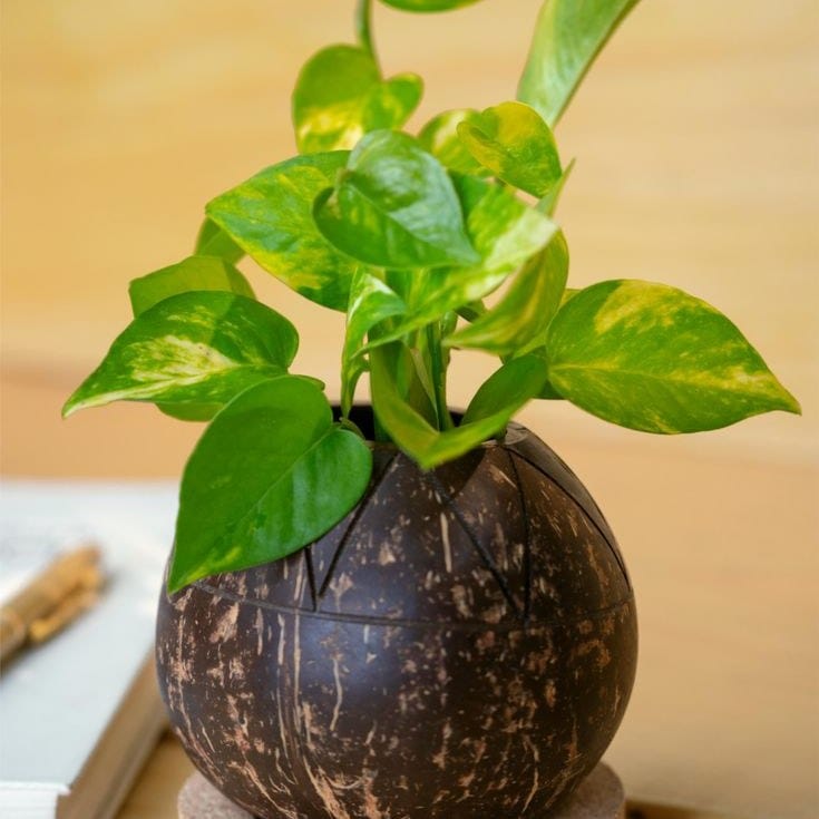 Table Planter with Cork Base
